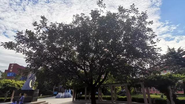 【必备】学校的树作文