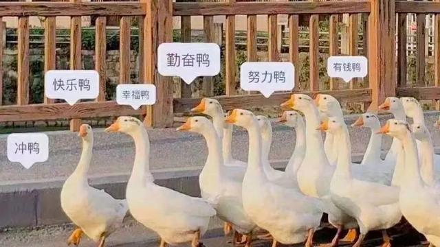 关于桔子的优美句子