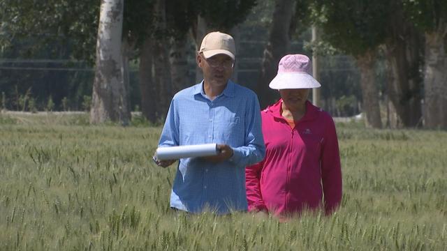 和田地区小麦三圃一田种植技术要求