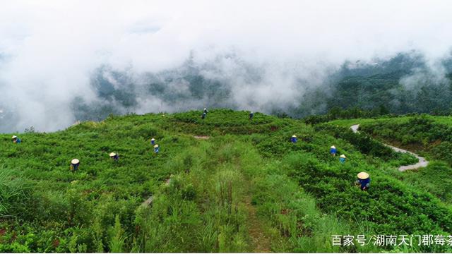 如何让“山鸡”变“凤凰”