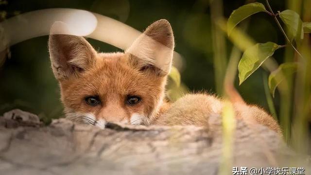 小毛驴哭了作文三年级