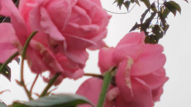 奶奶变了作文