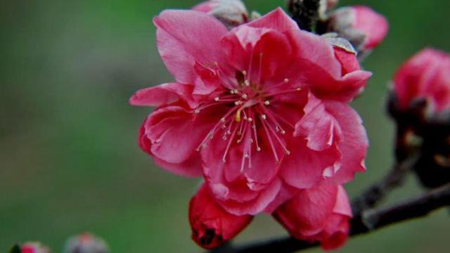 1,下有冬青林唐杜甫《木皮嶺》2,冬青樹上掛凌霄唐顧況《雜曲歌辭