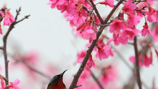 《春晓》教学反思