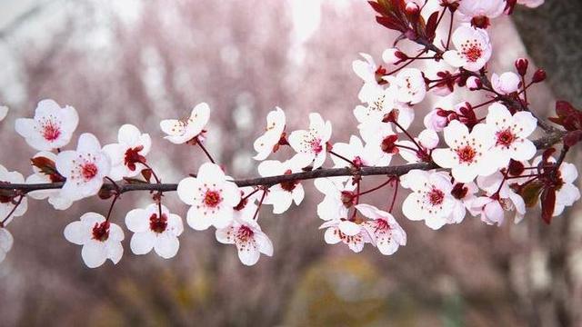 关于杏花的诗句10句