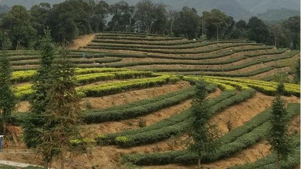 有机生态茶园里的茶