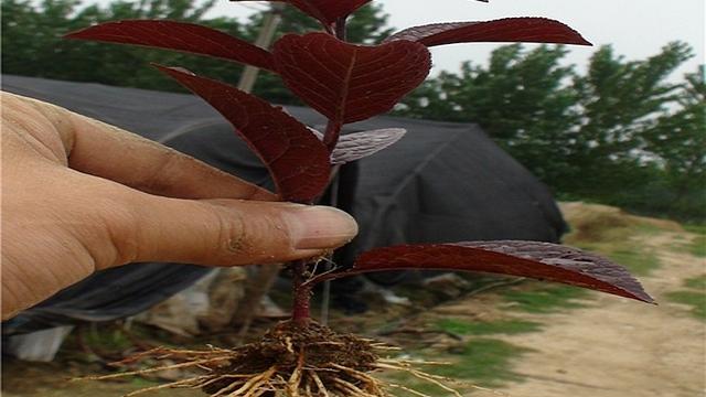 紫叶稠李繁殖技术