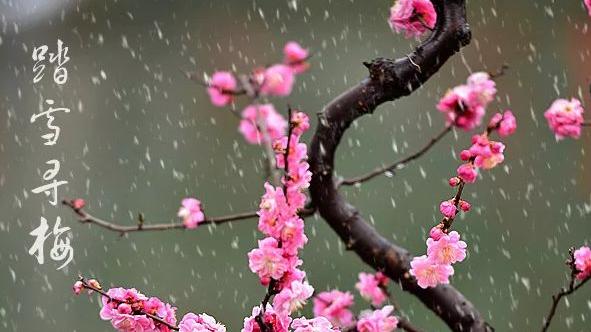 诗句雪中