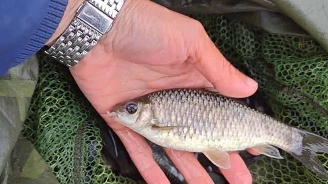 石鯪魚的最佳餌料