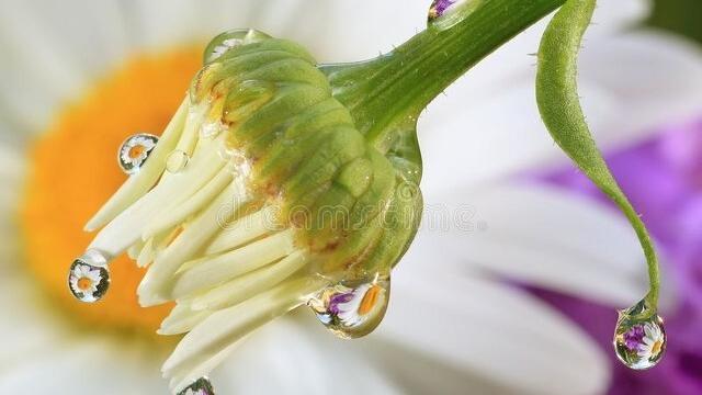 寒露节气的古诗词配绘画