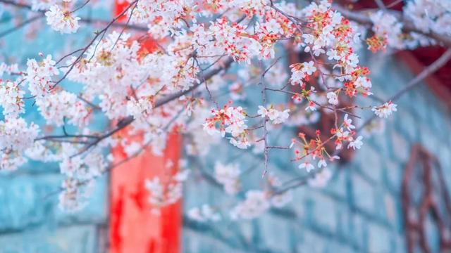 描写春花的诗句完整