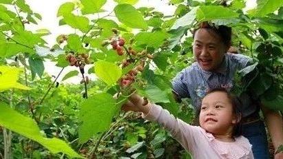 六一亲子采摘活动方案精选