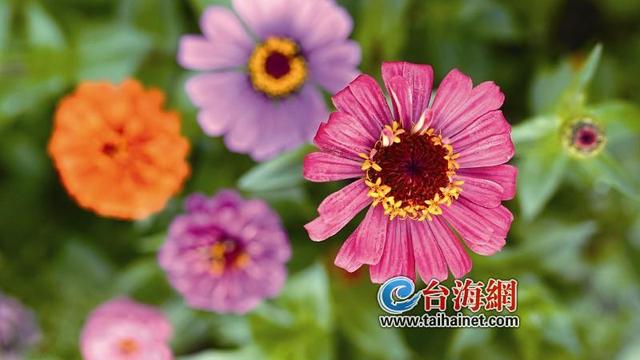 关于大暑节气的诗句