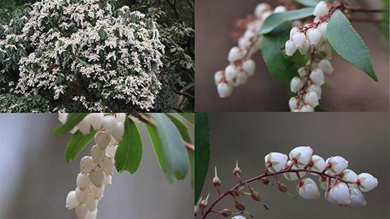 保护野生动植物工作总结精选