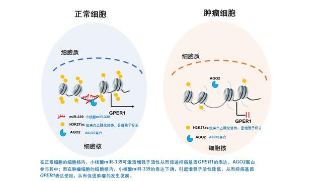 基因沉默的研究进展