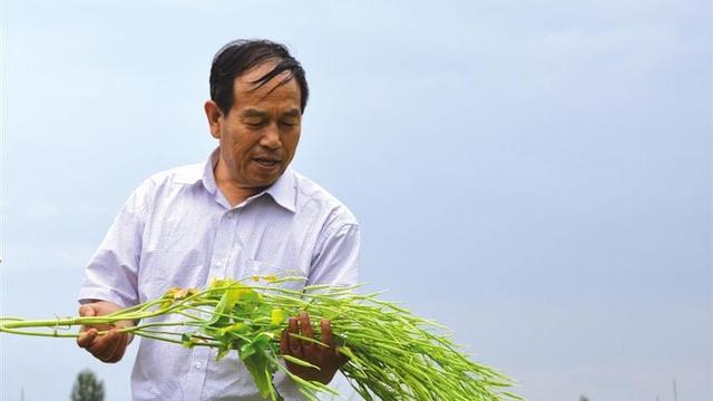 酒泉市白菜型冬油菜的栽培技术