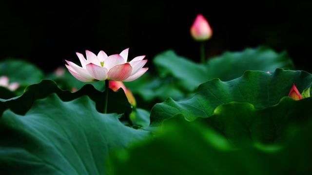 池上唐白居易古诗讲解