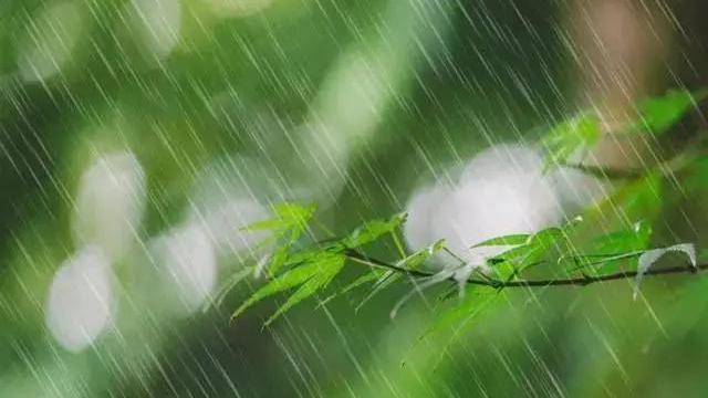 初夏清晨小雨的现代诗句
