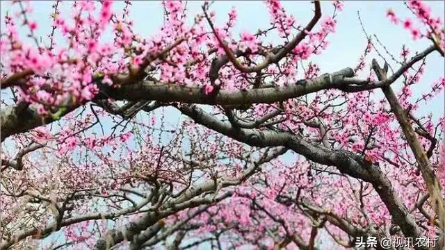 桃花源里赏桃花