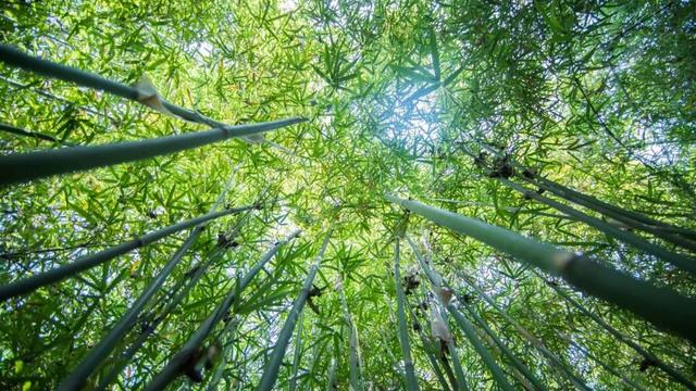 夏天的诗句古诗大全一二三年级的