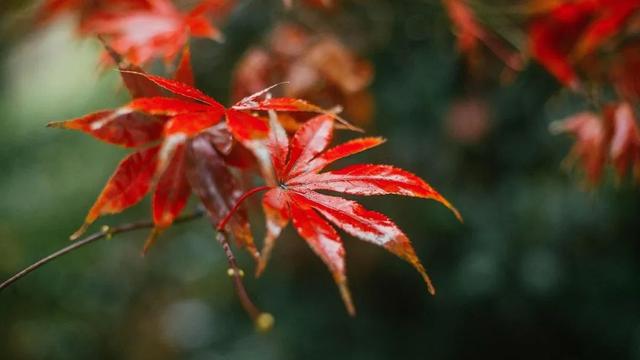 一场秋雨一场寒优美句子精选