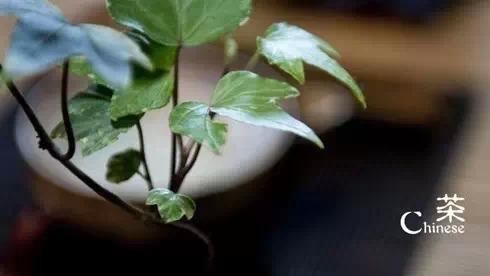 品茶的诗句唯美句子