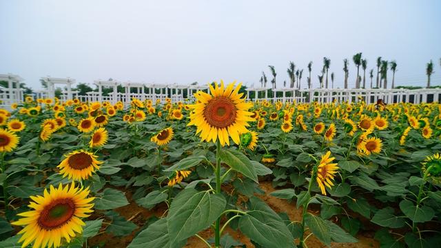 花都香草世界小学生秋游作文通用