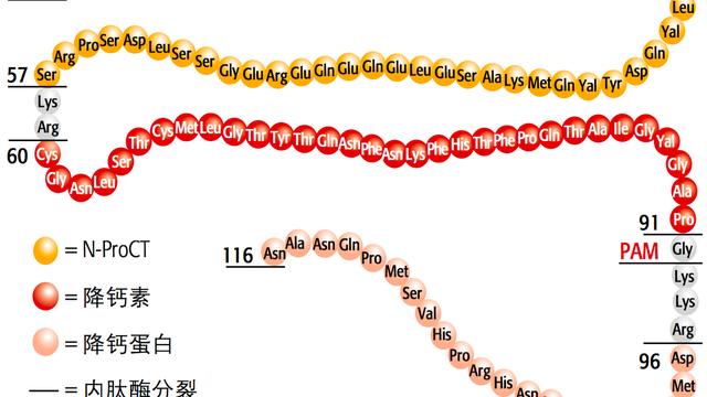 降钙素原(PCT)