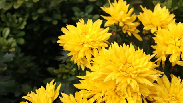 关于秋菊古诗