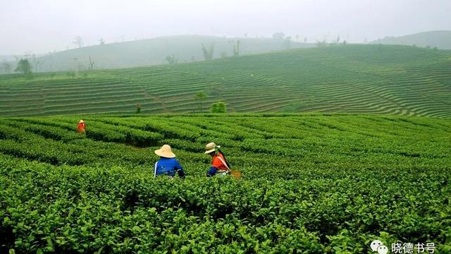 马铸材与滇茶进藏