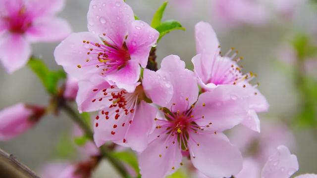 桃花颂诗句