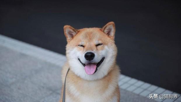 饲养柴犬注意事项