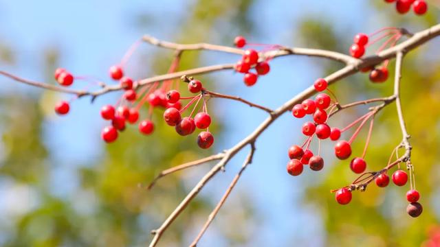 “红豆”最相思