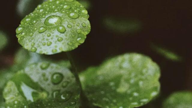 描写小雨的诗句有哪些
