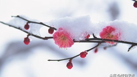 大雪节气语句精选