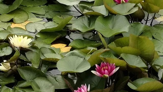 小暑有关的古诗词
