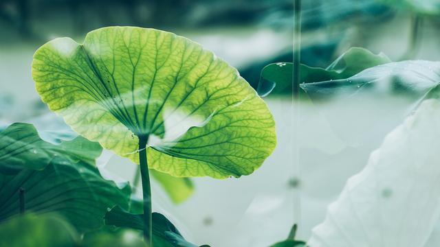 关于莲花的诗句简单的