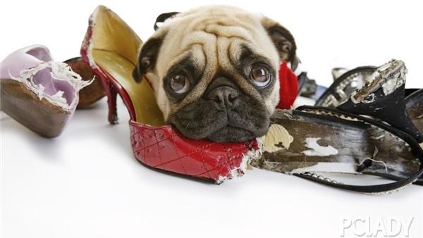 八哥犬寿命多长时间巴哥犬能活多久