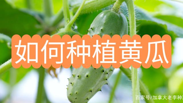 小黄瓜种植技术