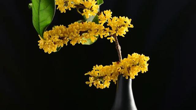 馥郁怡人迟桂花