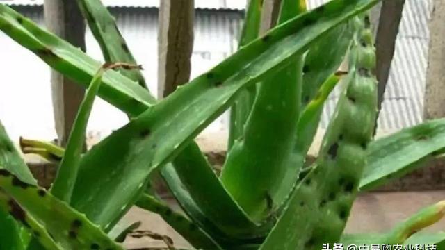 芦荟的作文600字四篇