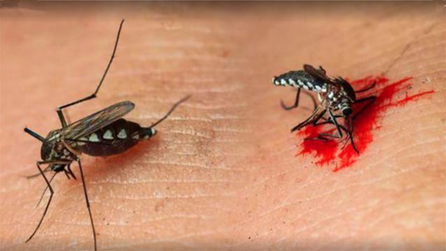 正在吸血的蚊子可以直接将它拍死吗