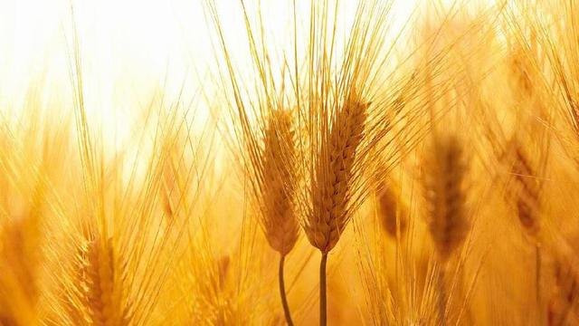 大麦与小麦的区别用途