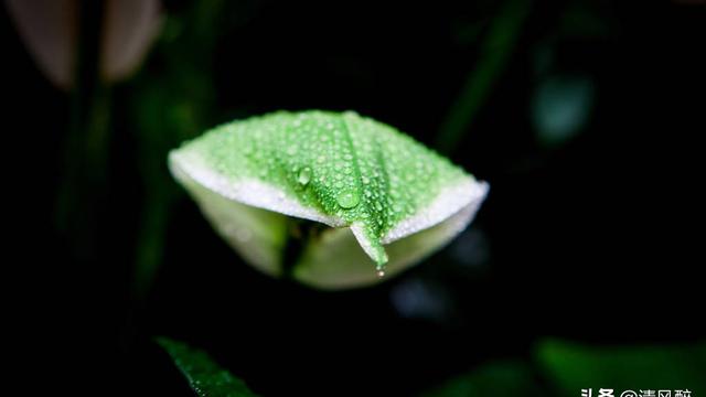 雨水节气唯美句子好雨知时节