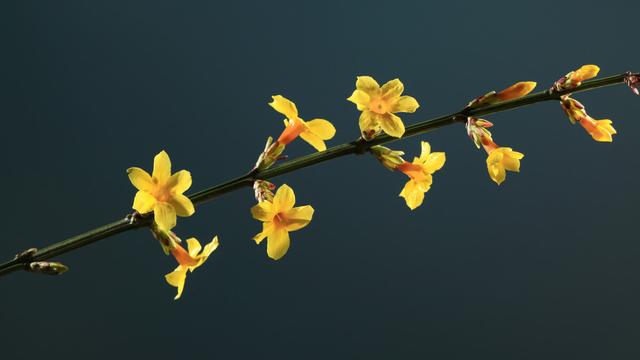 春天的黎明父亲来到树林边