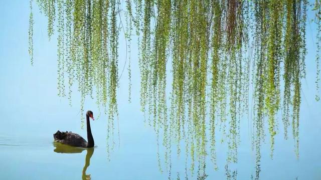 油菜花开的句子唯美简短