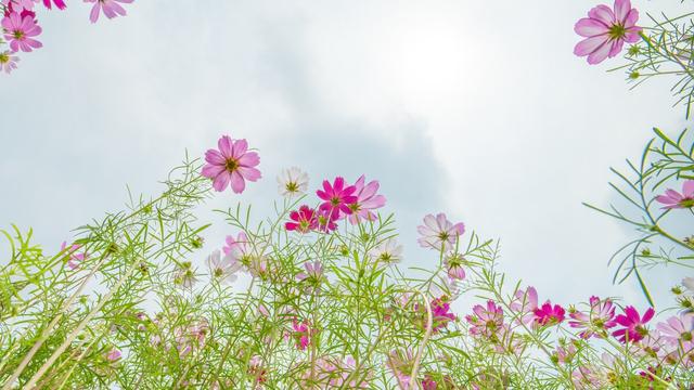 用矿泉水瓶做花洒的作文