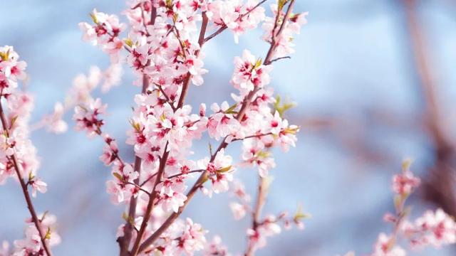 关于清明节的绝美诗句