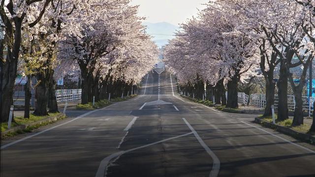 日本高中留学生的留学情况