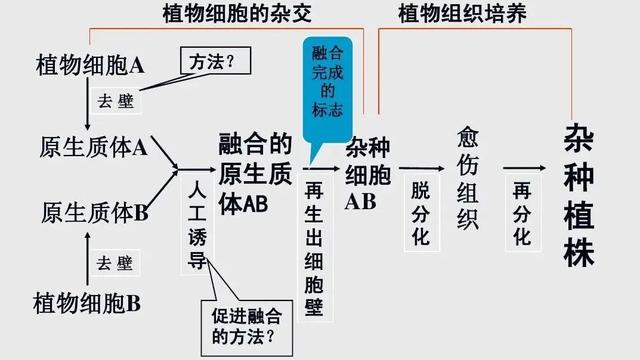 原生质体融合技术在微生物遗传育种中的应用